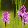 Le murmure des orchidées sur Marco Lodder