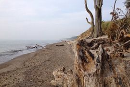 L'âme sauvage du Darss sur Theodor Decker