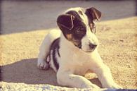 Puppy hond in de zon von Menno van der Werf Miniaturansicht