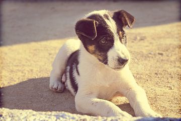 Puppy hond in de zon van Menno van der Werf