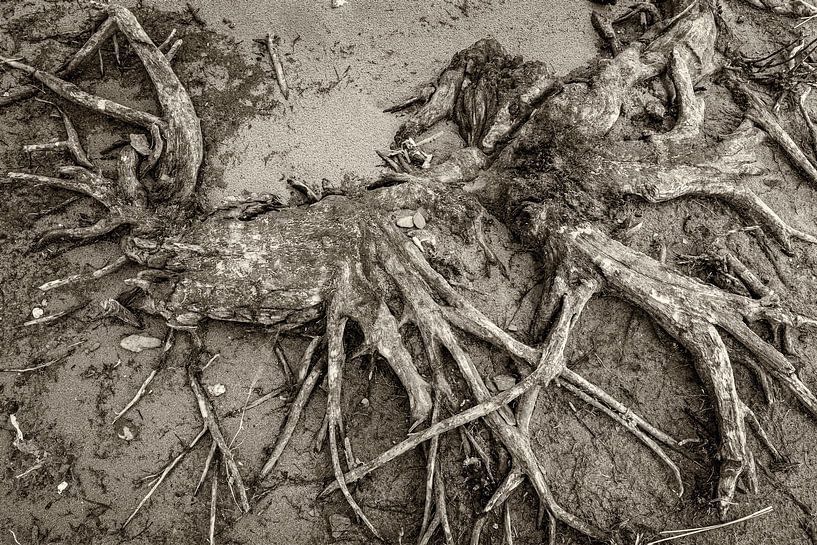 Levend hout uiterwaarden van Eugene Winthagen