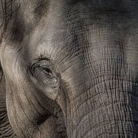 Aziatische Olifant