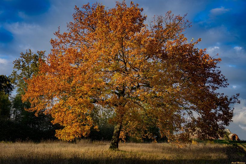 Autumn tree (Sint Pietersberg) by Arash Mahdawi Nader