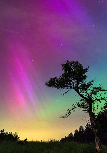 aurora borealis op de heide I van Francois Debets