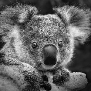 Koala baby van Frans Lemmens