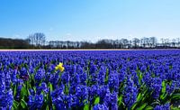 Gelbe Narzisse in einem Feld aus blauen Hyazinthen.