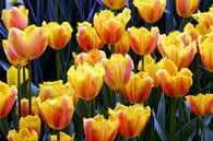 Bloemen 3 van FABIAN Art Gallery thumbnail