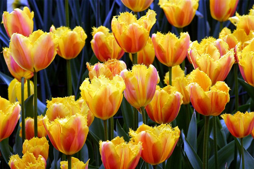 Bloemen 3 van FABIAN Art Gallery