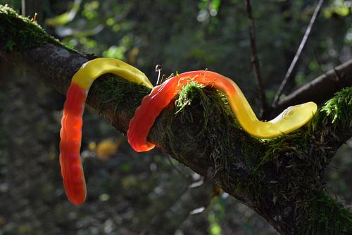 Die Frucht - Mamba