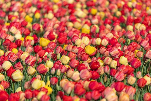 Kleurrijk tulpenveld