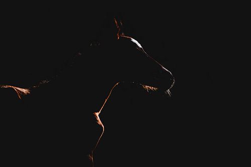 Das letzte Sonnenlicht von Marieke Urlings Photography