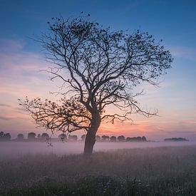 Tree in morning fog by Mirjam Boerhoop - Oudenaarden