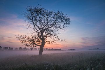 Tree in morning fog by Mirjam Boerhoop - Oudenaarden