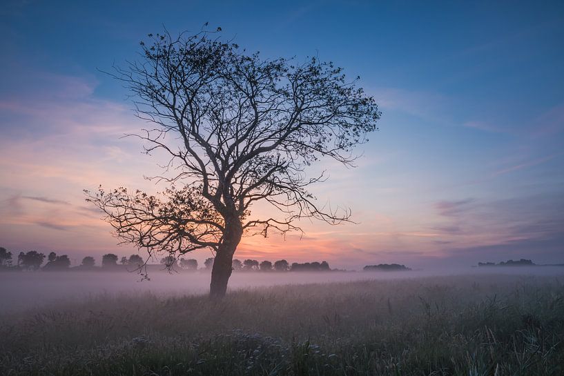 Boom in ochtendmist van Mirjam Boerhoop - Oudenaarden