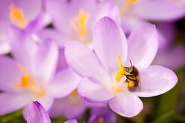 Bloemetjes en bijtjes von Kiki Schraa