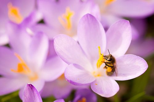 Bloemetjes en bijtjes