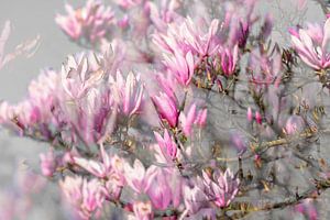 Magnolia in knop, mooi op acryl of als behang