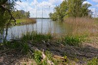 Biesbosch national park