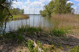 Biesbosch-Nationalpark von Hans Janssen