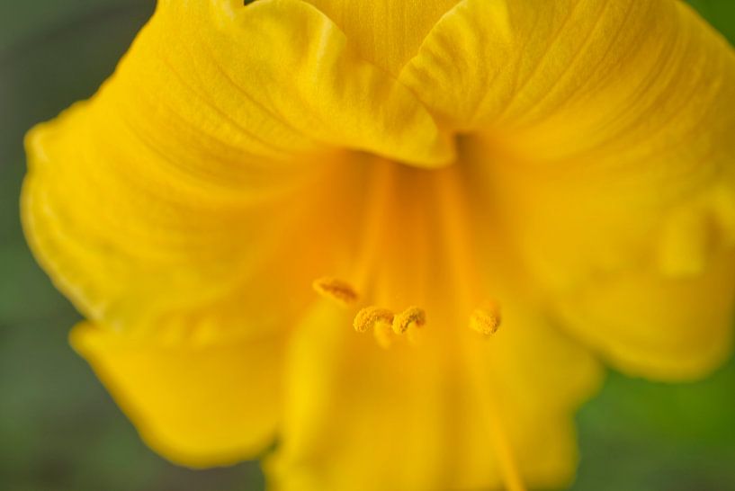 Lys jaune Macro par Iris Holzer Richardson