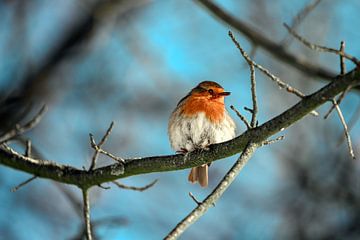 Robins van Kurt Krause