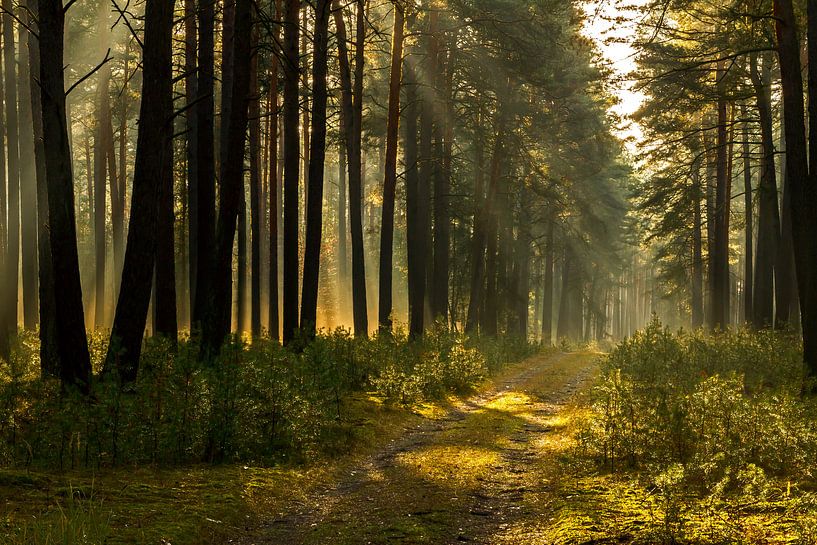 In the fairytale forest by Heiko Lehmann
