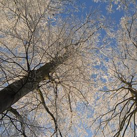 Winter trees by Rafael Delaedt