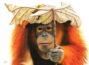 Orang Utan