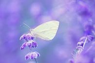 Schmetterlingsträume... von LHJB Photography Miniaturansicht