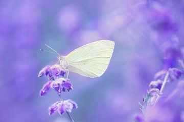 Rêves de papillons... sur LHJB Photography