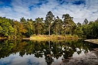 Reflecting trees in the water