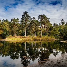 Reflectie bomen in het water van Brulin fotografie