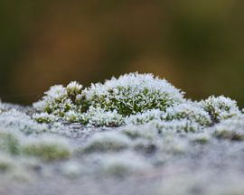 A frosty carpet of moss in an autumnal close-up