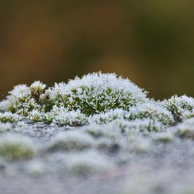 A frosty carpet of moss in an autumnal close-up by Krümel_Visions