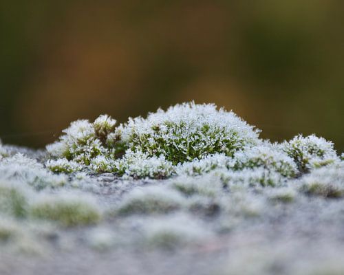 A frosty carpet of moss in an autumnal close-up