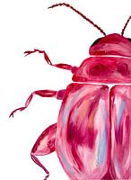 Fuchsia beetle