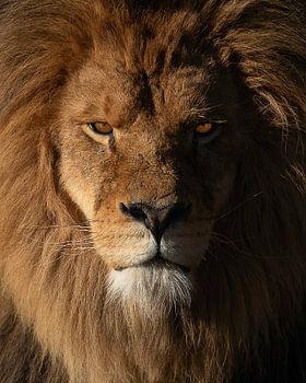 Indrukwekkende leeuw met intense ogen tijdens het gouden uur