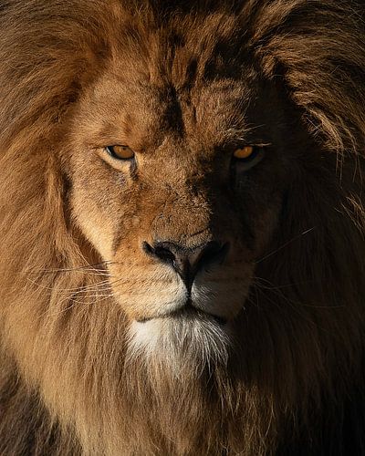 Impressive lion with intense eyes during the golden hour by Patrick van Bakkum
