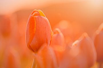 Tulpen in frühmorgendliches Licht getaucht von Harmen Mol