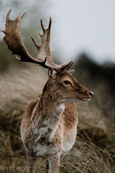 Deer by Inge Pieck