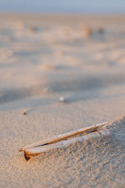 Shell on the beach by Lydia