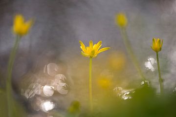 Speenkruid aan het water van Barbara Brolsma