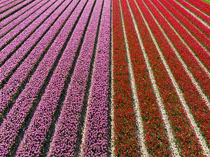 Rote und rosafarbene Tulpen in landwirtschaftlichen Feldern von oben gesehen