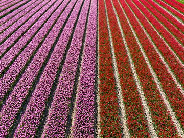 Rode en roze tulpen in akkers van bovenaf gezien van Sjoerd van der Wal