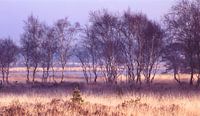 Strabrechtse Heide 179 von Deshamer Miniaturansicht