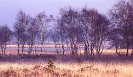 Strabrechtse Heide 179 von Deshamer