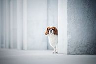Kavalier-King-Charles-Spaniel-Hund von Lotte van Alderen Miniaturansicht