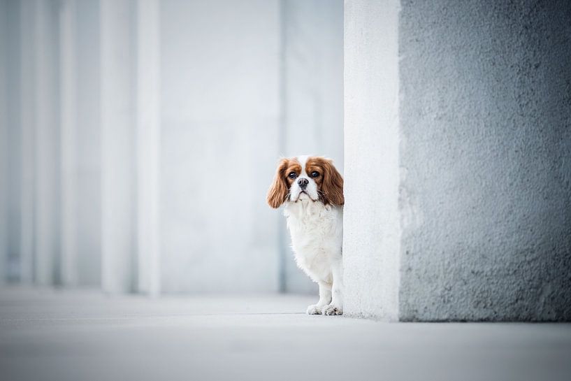 Kavalier-King-Charles-Spaniel-Hund von Lotte van Alderen