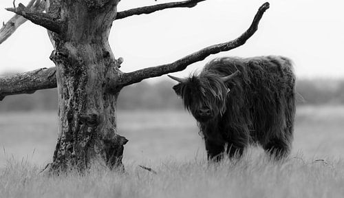 Highlander écossais 10