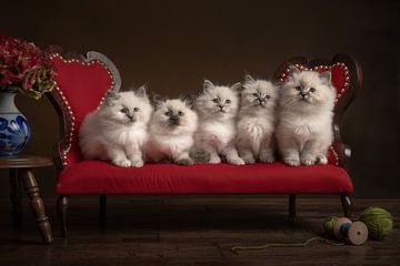 Five in a row, five kittens sitting neatly on a Victorian bench by Elles Rijsdijk